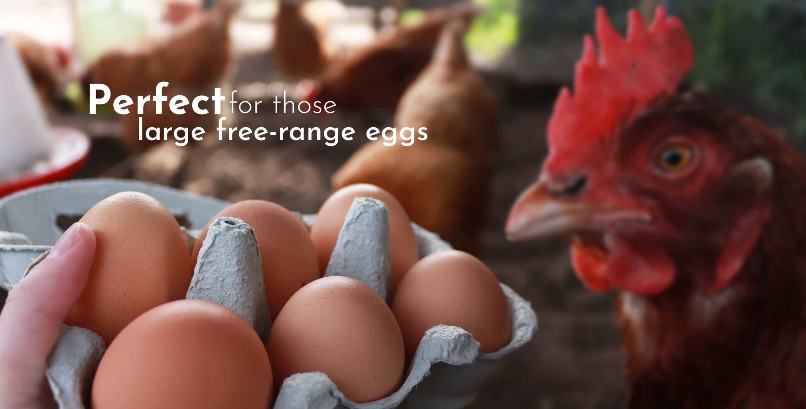Perfect for those large free-range eggs V1- long